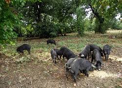 COCHONPR